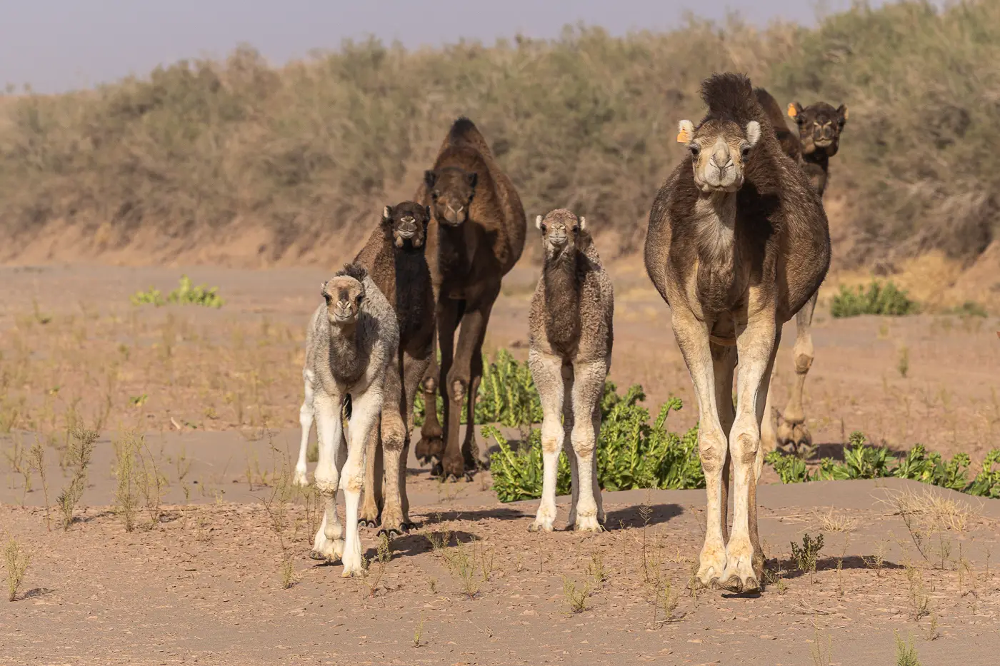 Part of a large herd of camels wandering through a dry riverbed in Erg Chigaga, including three calves