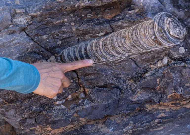 A mineralized fossil in a remote area of the Sahara near Merzouga