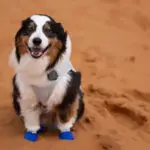 Oz happy playing in the Erg Chigaga Dune system in Morocco