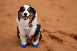 Oz happy playing in the Erg Chigaga Dune system in Morocco