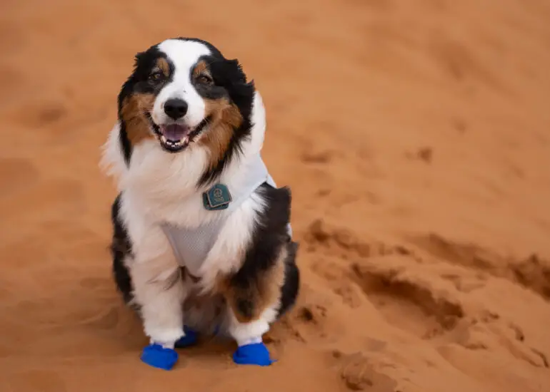 Oz happy playing in the Erg Chigaga Dune system in Morocco