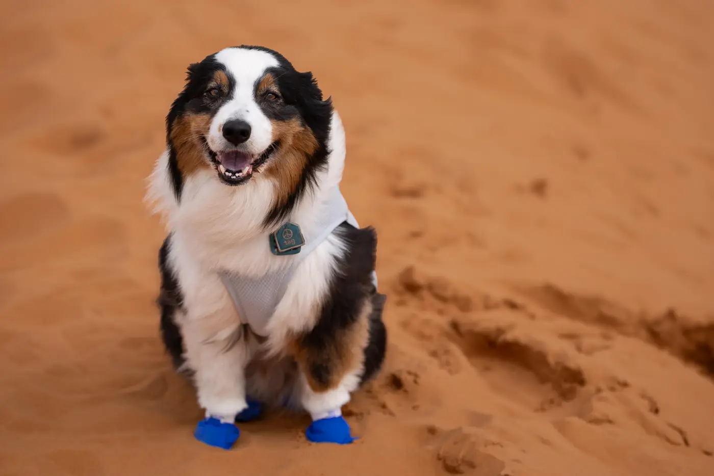 Oz happy playing in the Erg Chigaga Dune system in Morocco