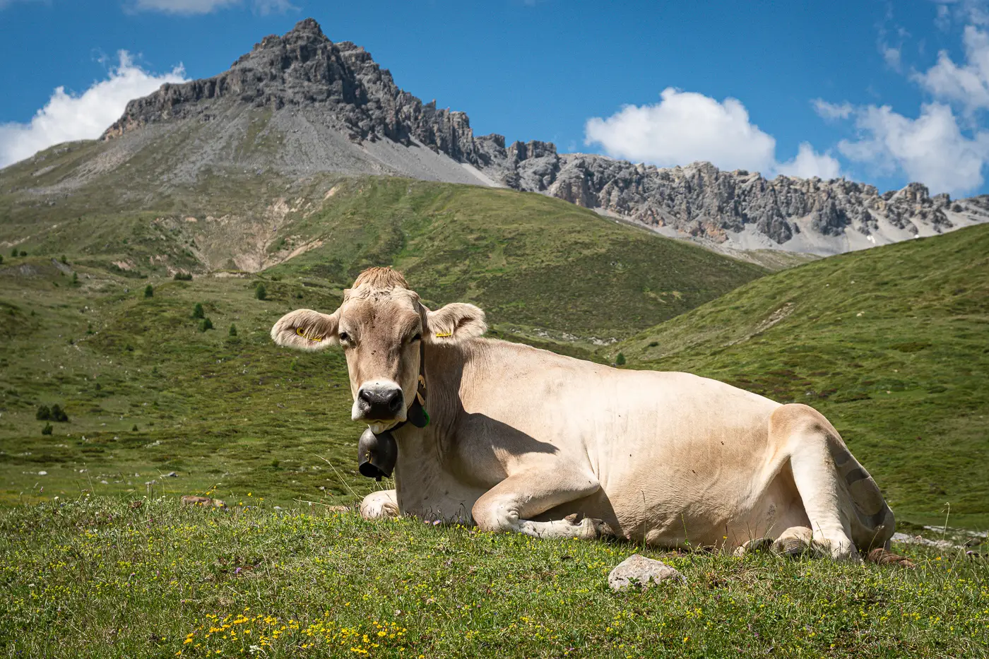 An alpine cow in the Engadin region of Switzerland on Marmot's Land bike route