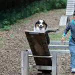 Oz doing an agility course in the Dolomites of Italy