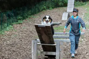 Oz doing an agility course in the Dolomites of Italy
