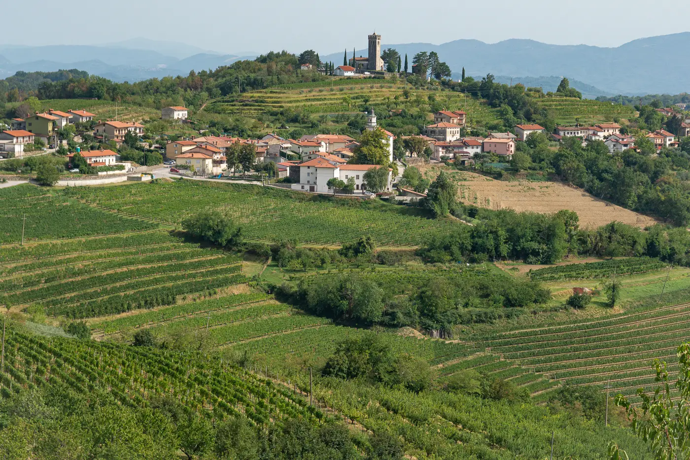 A view of Goriska Brda Vineyards in Slovenia